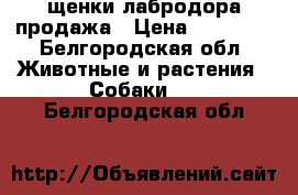 щенки лабродора продажа › Цена ­ 10 000 - Белгородская обл. Животные и растения » Собаки   . Белгородская обл.